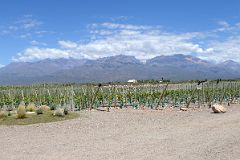 05-02 Gimenez Rilli Winey With Mountains Beyond On The Uco Valley Wine Tour Mendoza.jpg